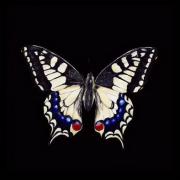 .🦋.🦋.🤍ترکیب پروانه و این آهنگ 🤍.🦋.🦋.