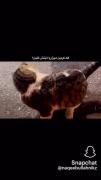 ماغلط بكنيم پيشي جونم….!:)🤌🏻🐈