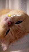 زود نفرستید واسه کسی تا آخر گوش کنید خوراکیاشو میخواد !