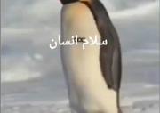طنز 😄😄🤣🤣 پنگوووئن انسان 😁😁