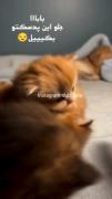 دوبله ی گوربه ها 🥺🥹🐈🐈.....