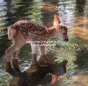 . همه‌ی حیوانات زیبان🫂💝