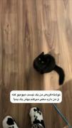 گاد:)🕸🐚 چه کیوتهههه ، چطوری اخه؟🐈‍⬛🐾
