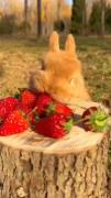 قوقولی🥰دلم میقاد ،بقیرمش،بقولمش🐇🐰