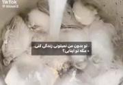 تو بدون من نمیتونی زندگی کنی جدی😏😒