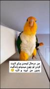 من به توان ۱۰۰۰🤣🫥🥹🙂‍↔️🙂‍↔️
