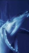 :)♪🌊🐋 ‌‌. ‌ ‌‌ ‌‌. ‌‌ ‌ ‌ ‌