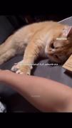 کی گربه دوست داره لایک کنه😊🐱