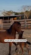 مادر یعنی مهربانی ، مادر یعنی لبخندی زدن به آرامی 