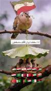 اگر ایران سقوط کند همه شما سقوط خواهید کرد 