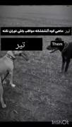 #تیر ماهی #ویژگی ماه ها #سر سخت ♡♡