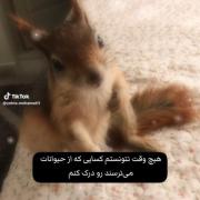 حیوونا خیلی نانازین سنجابا خیلی نازن