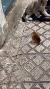 اخی‌‌‌‌‌‌‌‌‌‌‌‌‌‌‌‌‌‌‌‌‌‌‌‌‌‌‌‌