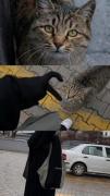 گربه ها حیوانات مظلومی هستن 🐈🥹