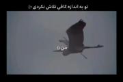 من درد ها کشیدم و مردم گفتن تا تلاشی نکردی:)