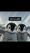پنگوئن من میشییی🥹🌷🫵🏻🌛🌜🐧....