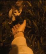 انگار خسته ای بیا نازت کنم گربه کوچولو:)🐱❤️‍🩹