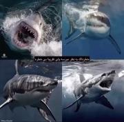 چقدر جالبببب و قشنگهههه 🐳🐬🐋🦈