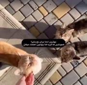 همونایی که گربه ها بهشون اعتماد دارن 🥺❤️