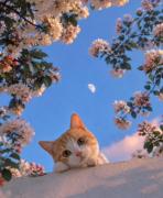 پیشی کوچولو گوگولییییی 🐱💛 دنبال کن کلی پیشی دارم🥺🌈