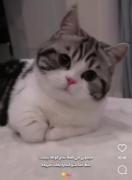 دخترای قد کوتاه ببینن:(((((🐱💗