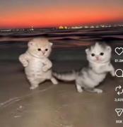 چنگده ناز میرقصن :((((((💞🐈بفرست برا دوستی که رقص دوست داره:(