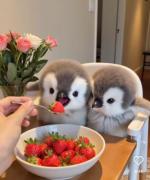 درسته پیجم راجب پیشیاست... ولی پنگوئن ها هم بامزن🌱🐧