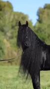 از زیبایی این شگفتی لذت ببرید ✨🐎