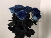 عاشق گل رز و کسایی هستم که برام می‌خرن🥲💋