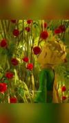 اهمیت بدین به چیزایی که دارین. 