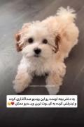 من مُردم برا این صداگذاری🥺مِـــــــه😅خُداااااااا🥰...