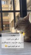 گربه ــــ مدرسه ـــــ طنز 🌱🐱