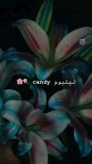 ولی جوری که لیلیوم زیباست>>>>>>