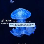 اون دختر عاشق دلفین و عروس دریایه>>