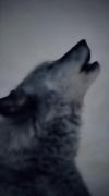 .---------------🐺---------------.