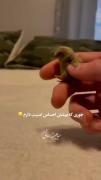 جوری‌که پیشش احساس امنیت دارم ❄🍁