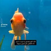 خودمم شخصا :)