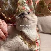 💁🏻‍♀️Persian life‌‌ ‌‌‌‌‌‌‌ ‌‌‌‌‌ ‌