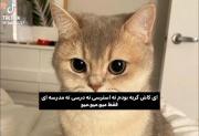 فقط میو،میو،میو... 🪷✨‌‌‌‌‌‌‌‌