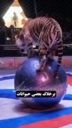 واایی بچه هااا یکم طولانیه ولی خیلیی قشنگگ میگهه راجبه گرگاا و خصوصی