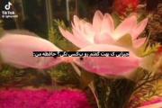 حافظه من:😔🐠.................. 
