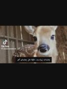 چشمات زیباست دقیقا مثل آهو ✅🎀