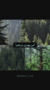 واکنش آخری بزرگوار 🐾🕊️........