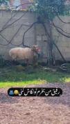 رفیق من بخرم تو اینجوری تماشاش کنی🫶🏻💅🏻