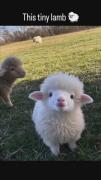 وایب رفیق عا😂🐑‌ ‌ ‌ ‌ ‌ ‌ ‌ ‌. ‌‌ 