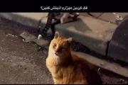 ایجآنم بگردم دورتون ✨‌ ‌ ‌ ‌ ‌ ‌‌ 