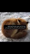 روباه ها حیوان های اروم و ساکتی هستن ولی...