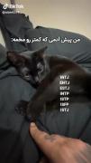این آدما یه چی دیگه ان که تو رو با بقیه یکی نمیبینن😂