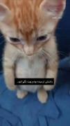 ببخشید این موضوع رو ازتون پنهان کردم😔