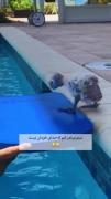 جوجوعه عالیه😅😅🤞🏽🤞🏽خیلی خوبه صداشش